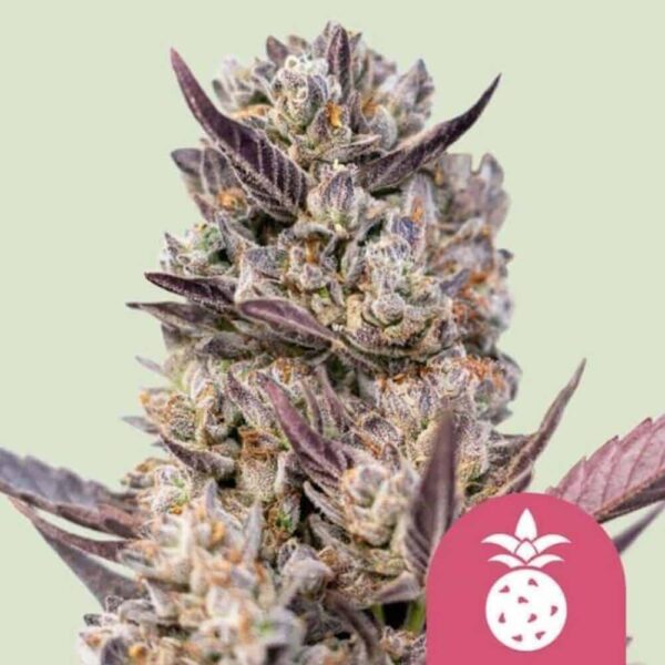 Tropicana Cookies Purple - nasiona marihuany