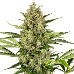 Jack Herer Auto