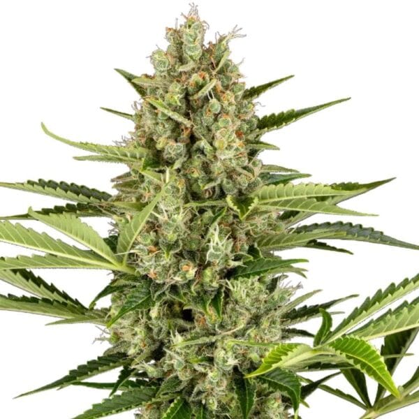 Jack Herer Auto