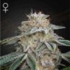 Super Lemon Haze x GMO