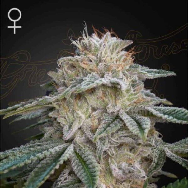 Super Lemon Haze x GMO