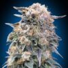00 Kush Fast