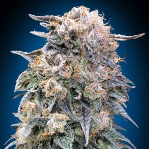 00 Kush Fast