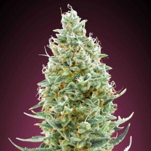 Amnesia Fast Advanced Seeds