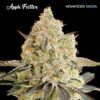 Apple Fritter Advanced Seeds
