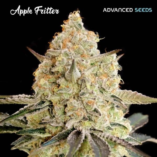 Apple Fritter Advanced Seeds