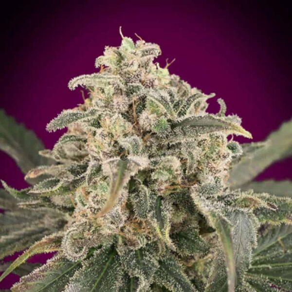 Auto Amnesia XXL Advanced Seeds