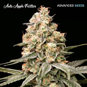 Auto Apple Fritter Advanced Seeds