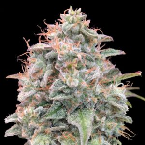 Auto Banana Cookies