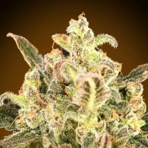 Auto Biodiesel Mass XXL