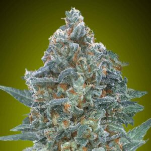 Auto Critical Lemon CBD