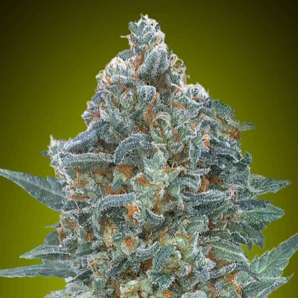 Auto Critical Lemon CBD