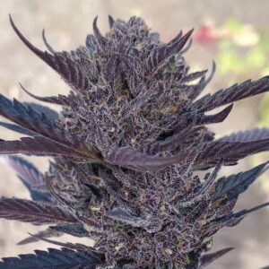 Auto GMO