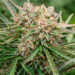 Auto GMO OG