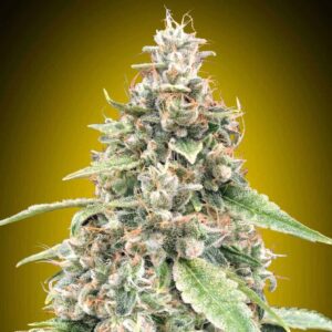 Auto Lemon OG