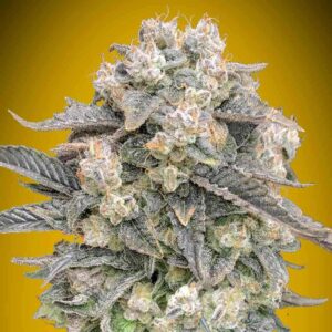 Auto Mimosa