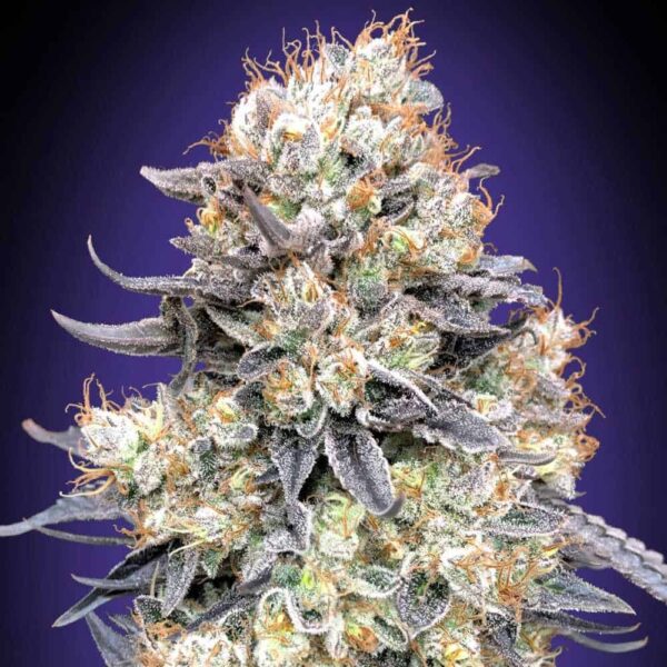 Auto Purple Punch od 00 Seeds