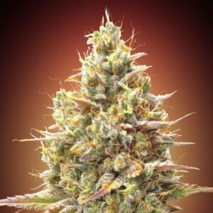 Auto Strawberry Banana Advanced Seeds