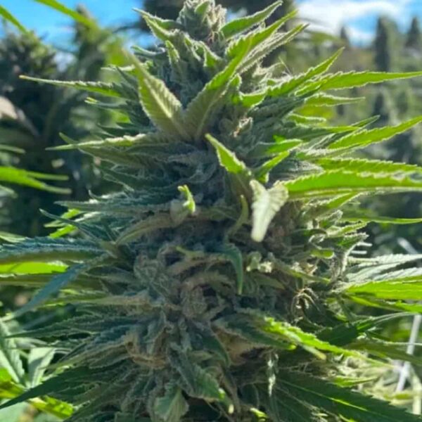 Auto Wedding Cake Atlas Seed