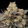 Biscotti Zkittlez