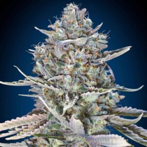 Blue Dream Fast