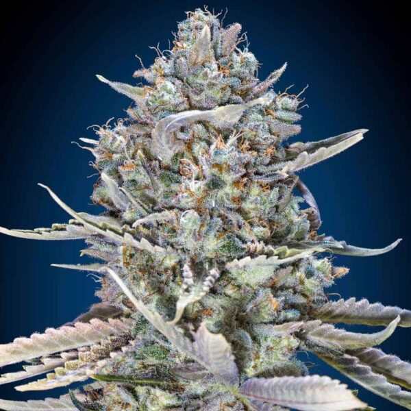 Blue Dream Fast