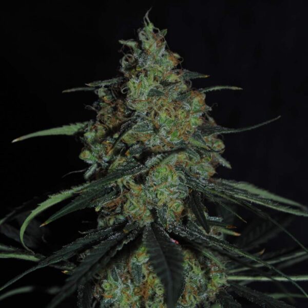 Blue Mango CBD S1