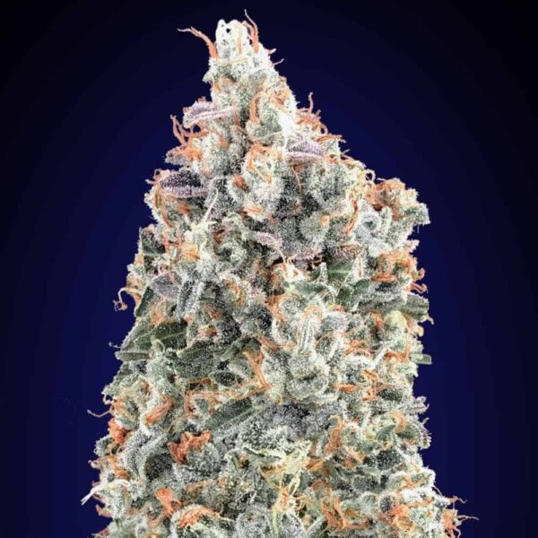 Blueberry Fast