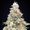 California Kush Fast