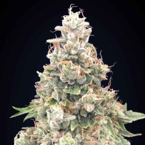 California Kush Fast