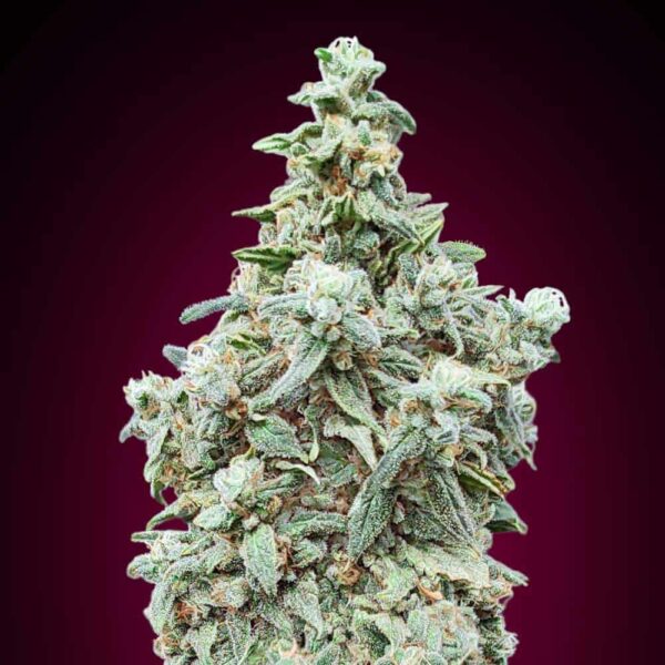 Cherry Pie Advanced Seeds