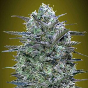 Critical Lemon Advanced Seeds