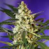 Fast Bud #2 Auto