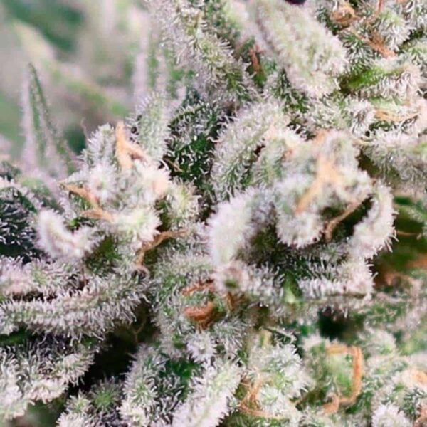 GMO Bomb Fast