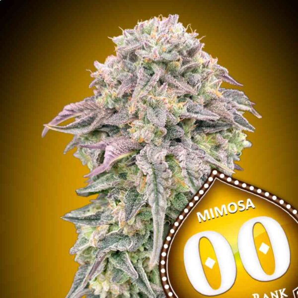 Mimosa od 00 Seeds