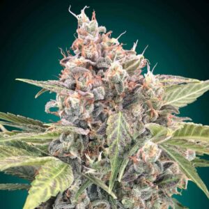 Northern Lights CBD od 00 Seeds