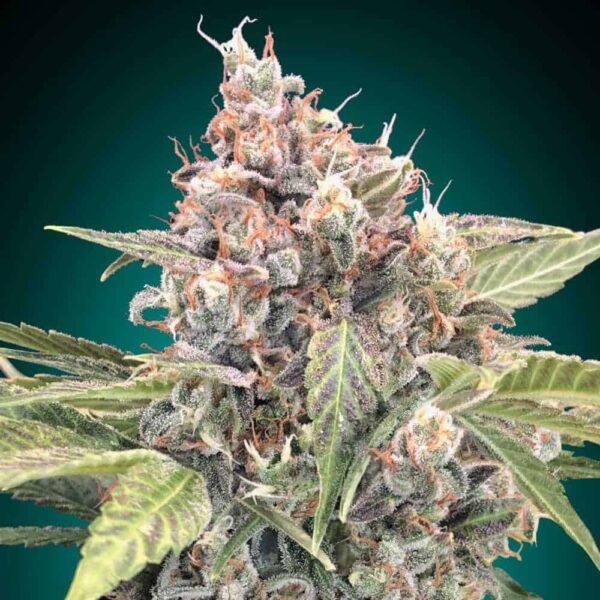 Northern Lights CBD od 00 Seeds