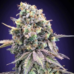 Purple Punch od 00 Seeds