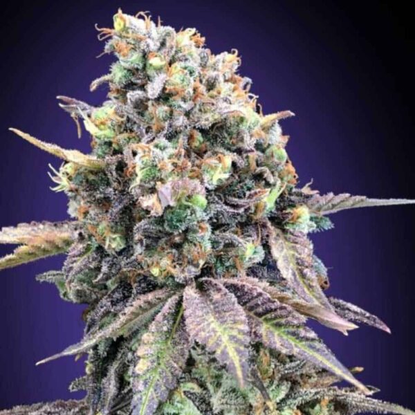 Purple Punch od 00 Seeds