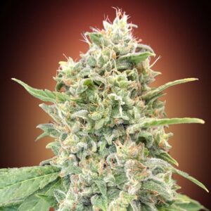 Strawberry Banana Advanced Seeds