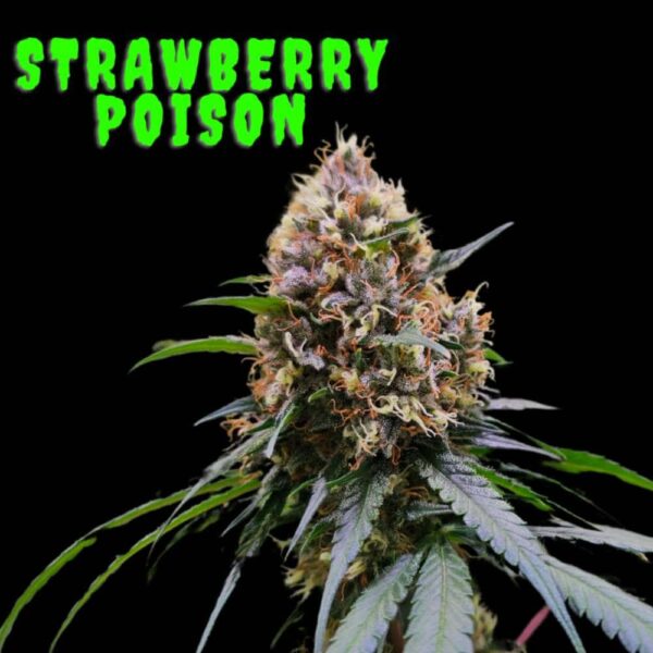 Strawberry Poison