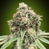Sweet Critical Fast