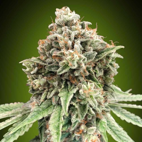 Sweet Critical Fast