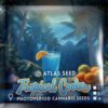 Tropical Cooler