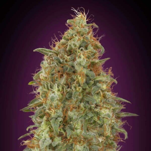 Zkittlez Fast