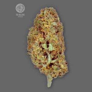 Amnesia The Bulldog Seeds