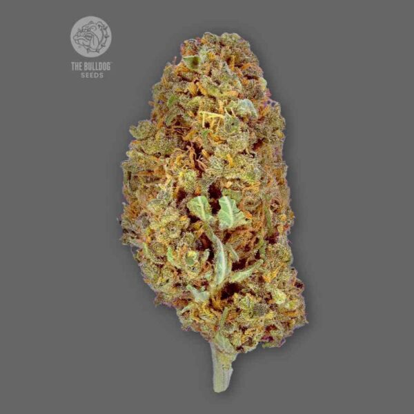 Amnesia The Bulldog Seeds