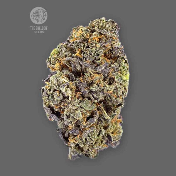Auto Gelato The Bulldog Seeds