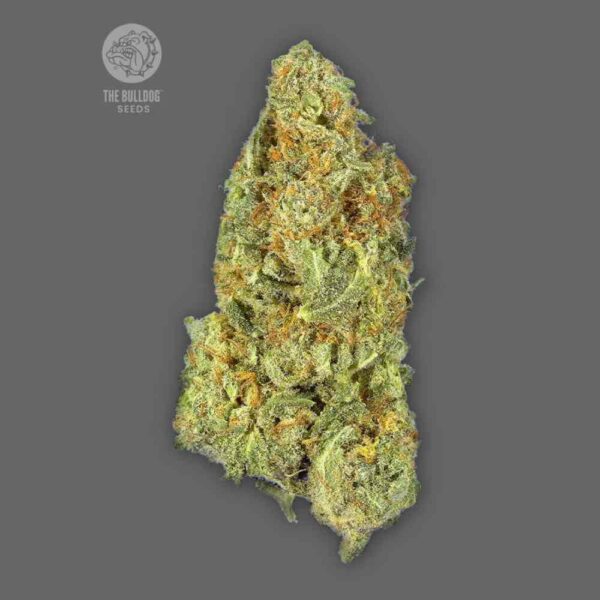Auto Gorilla The Bulldog Seeds