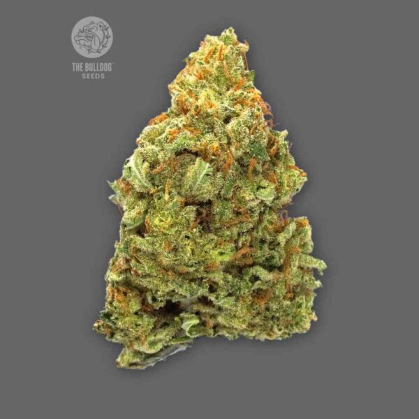 Auto Lemon Haze The Bulldog Seeds